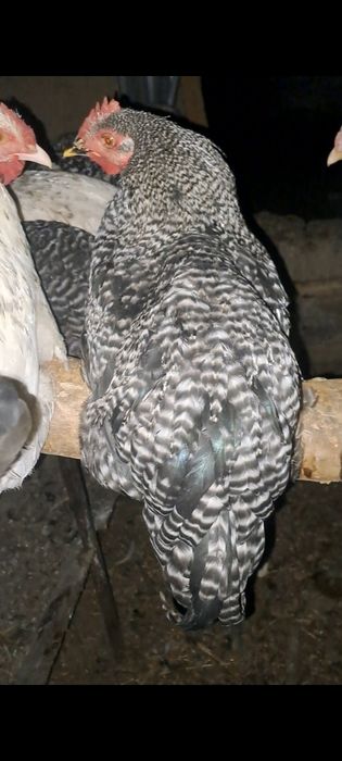 Прадам куры  Даминат