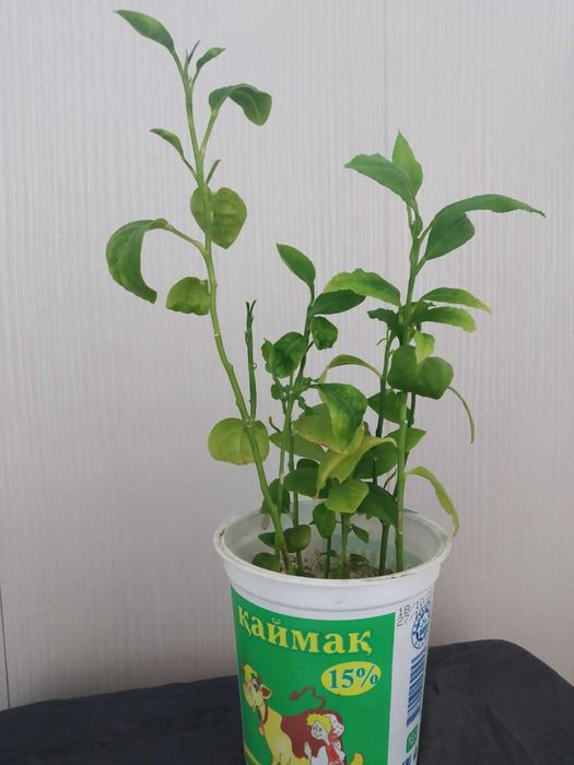 Лимоны, мандарины