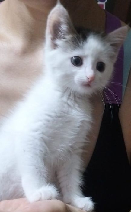 Отдам котёнка девочку