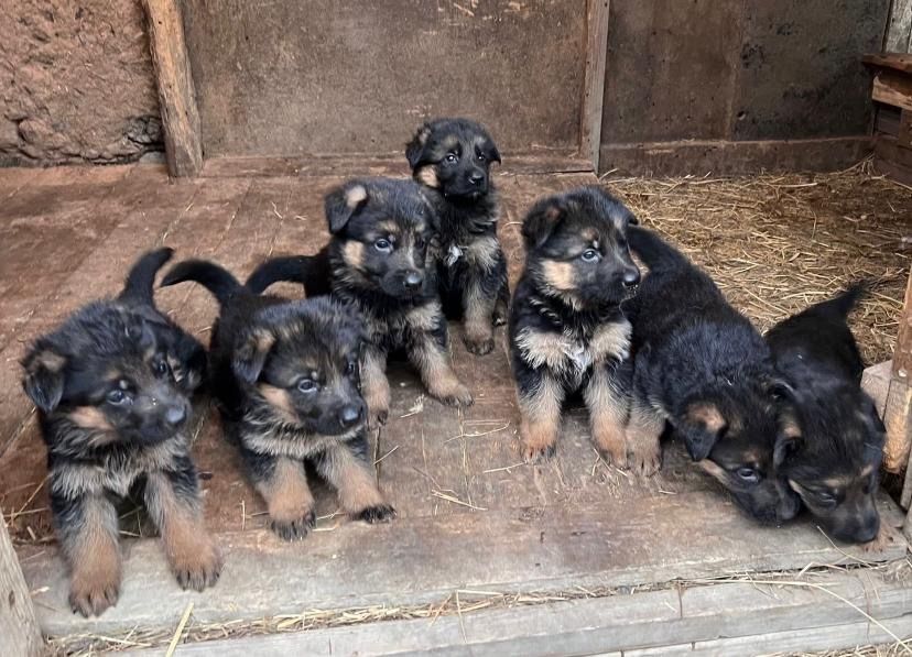 Щенки немецкой овчарка