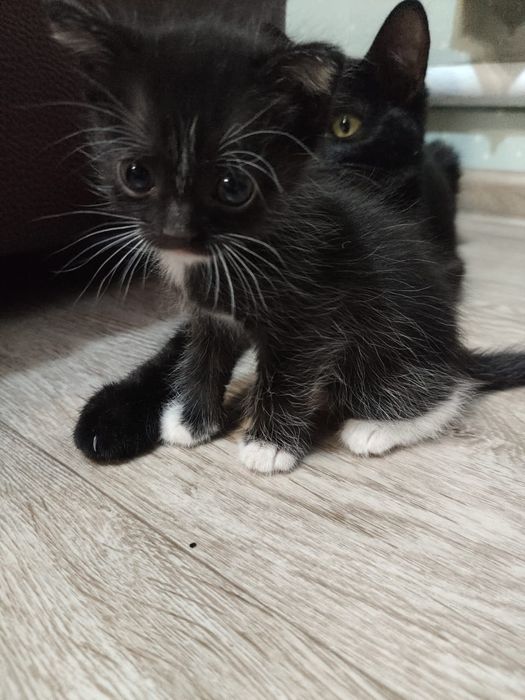 отдам котят даром