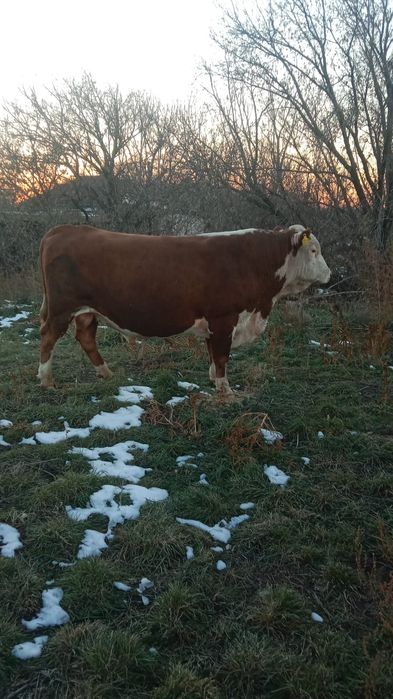 Продам быка здорового