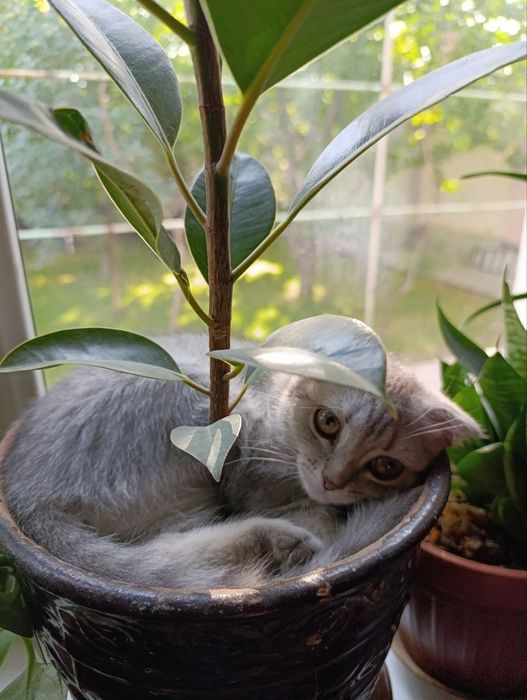 Котëнок, мушук боласи