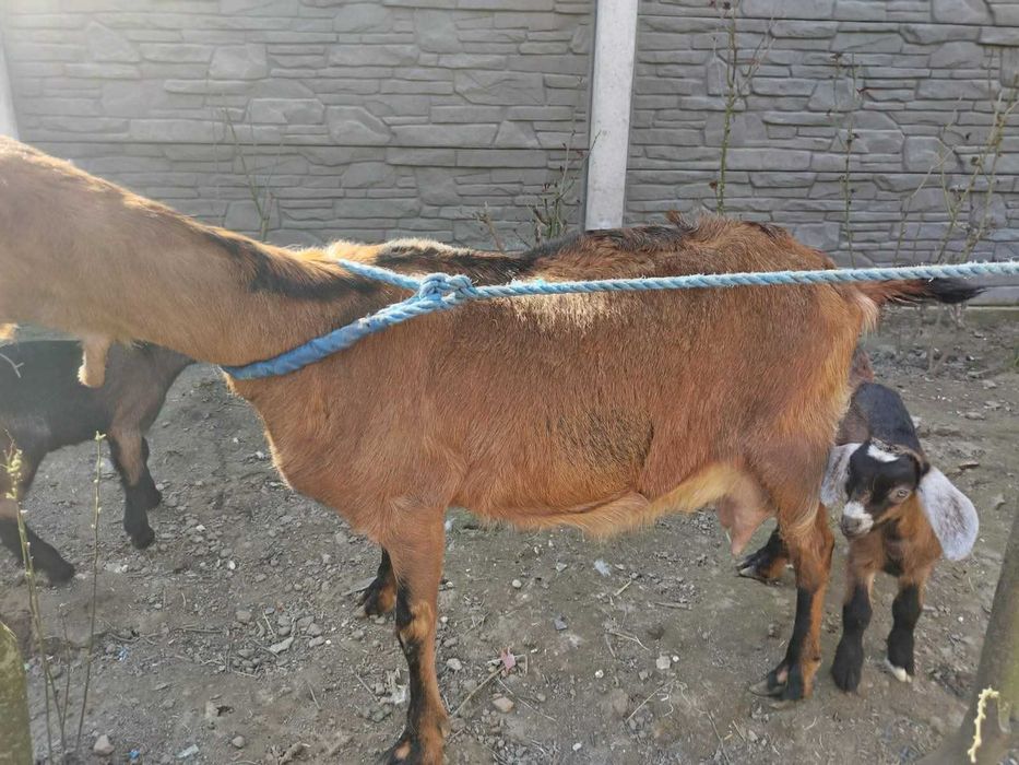 Vand capre cu cate 2 iezi