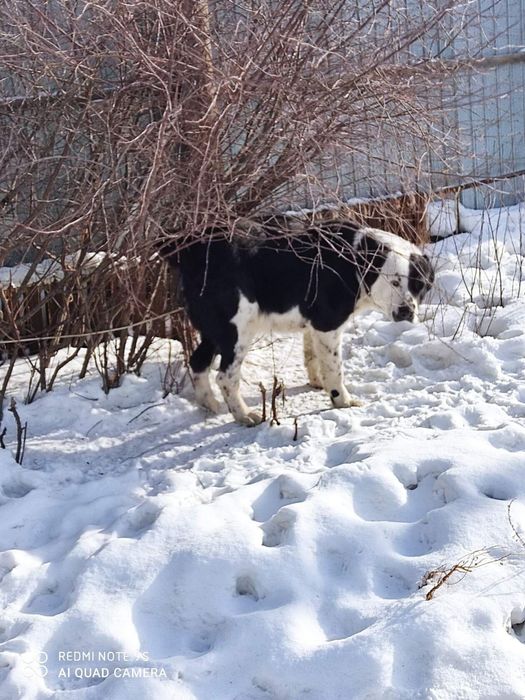 Собака САО Алабай