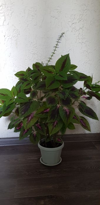 Комнатные цветы красивые разные