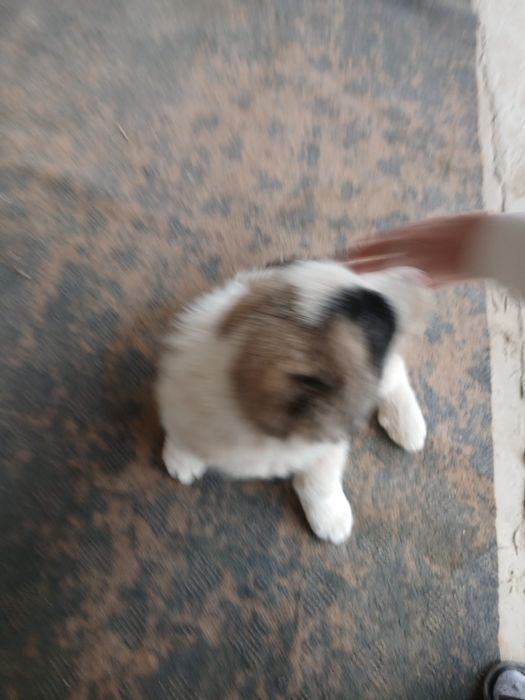 хорошоя собака и здоровие