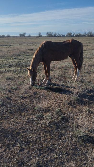 Мініс ат сатылады