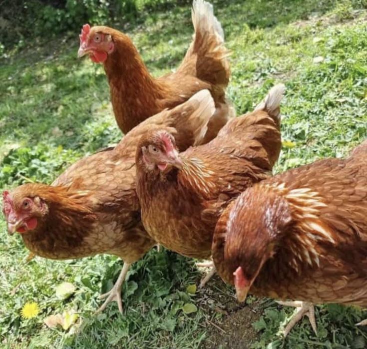 Продавам кокошки ломан браон с висока ностливост