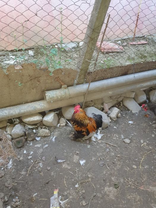 Gaini conchinchina pitice