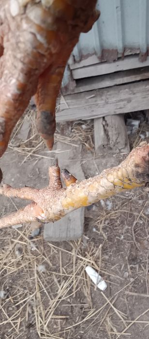 Продам питуха цена 15000