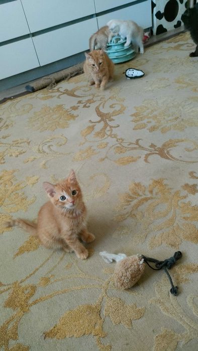 Котята в добрые руки