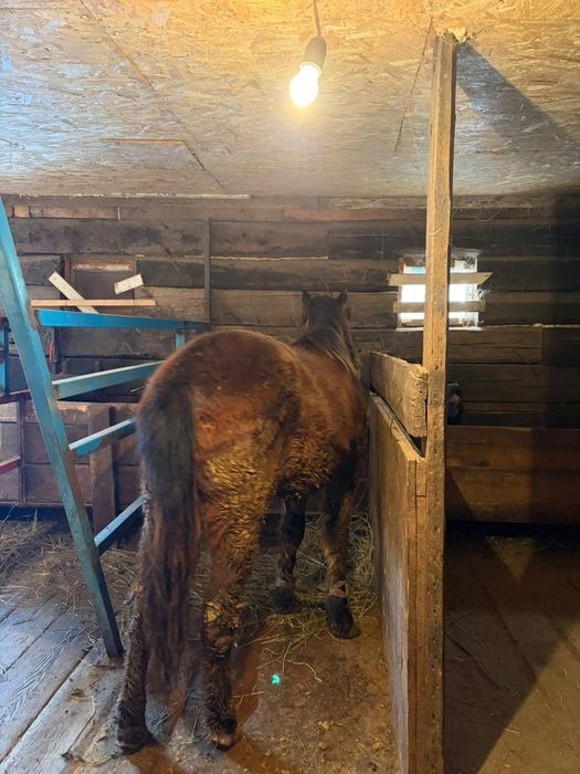 Семіз тай сатылымда