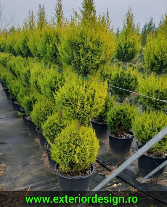 leylandii, gard viu plante ornamentale Chiparos Leylandii gard viu, livrare rapidă