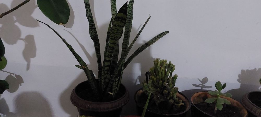 100 ta ga yaqin gullar mavjud