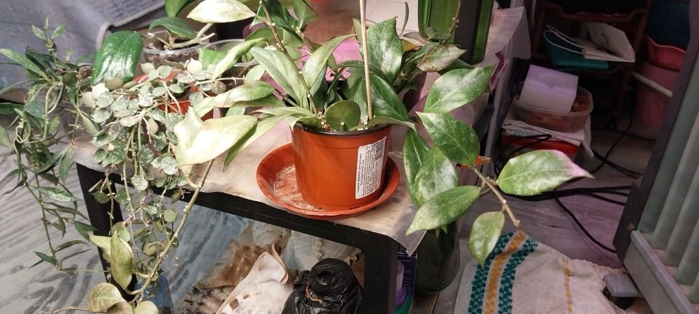 Продам цветы хойя