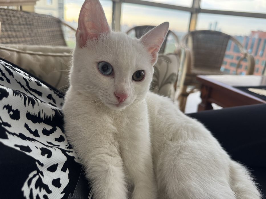 Отдам котенка красивого