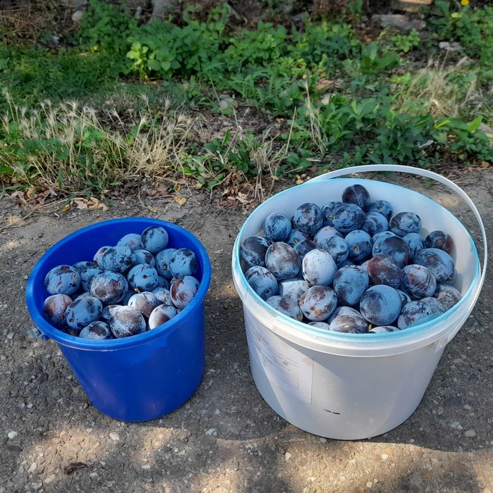 Vand  Prune pentru consum