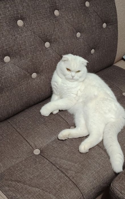 Продаётся котёнок