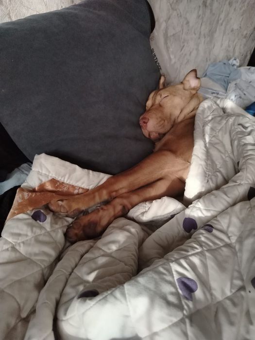 Отдадим собаку в хорошие руки.