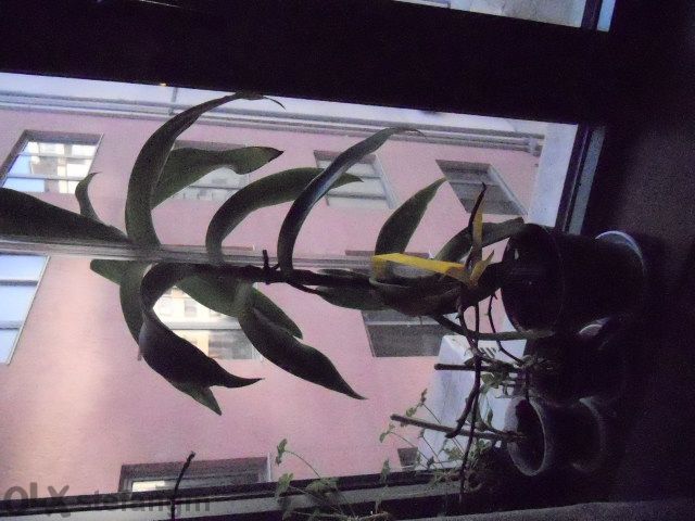 Лечебна билка Кализия