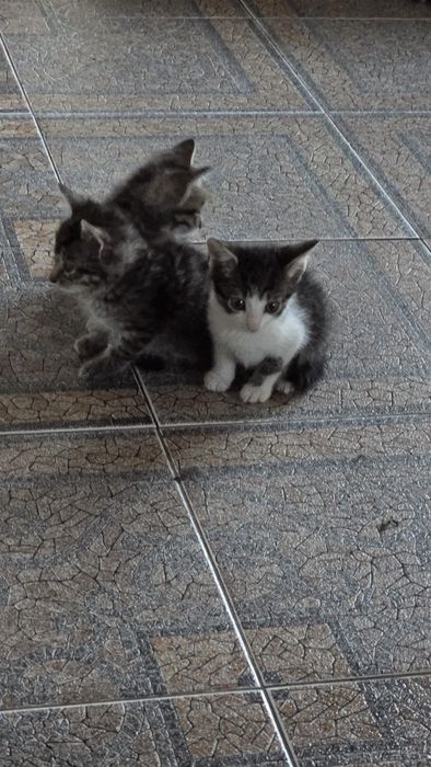 Donez pisoi 6 saptamani