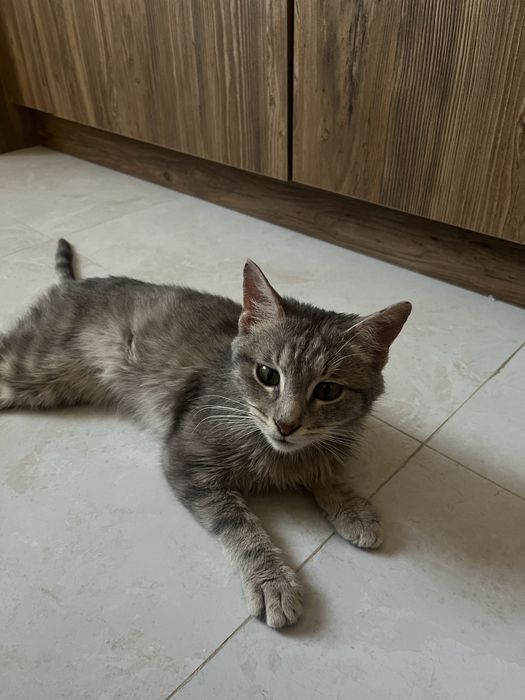 Котик мальчик 7 месяцев