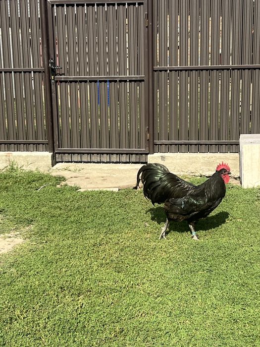 Cocosi australorp negru si albastru