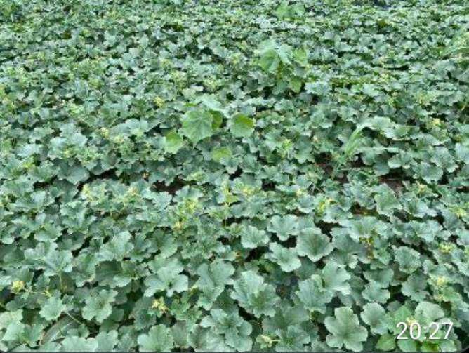 Разсад дини и пъпеши