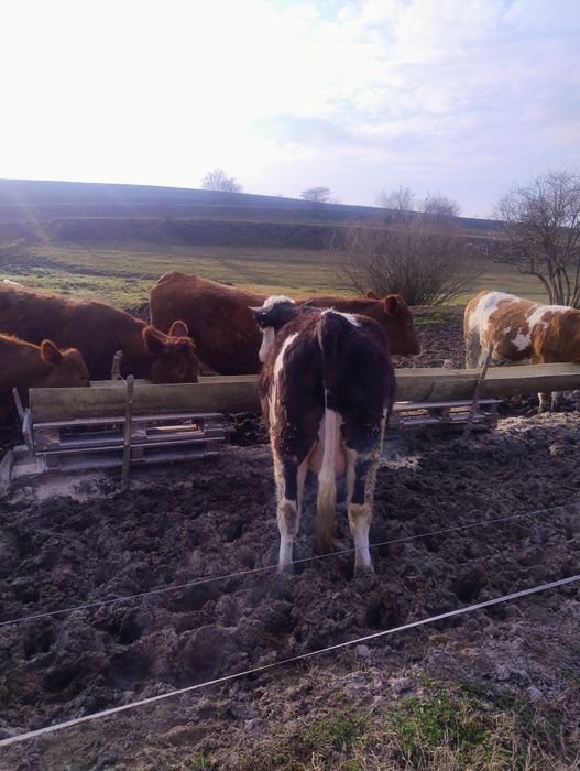 Juninci la prima fătare!!