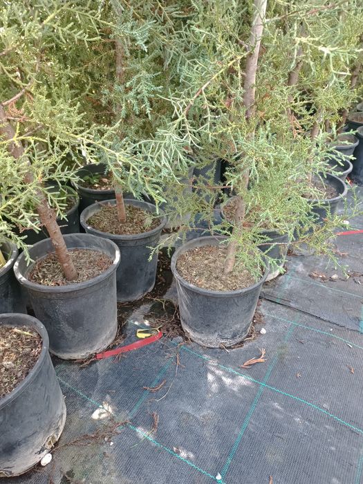 Аризонски Кипарис височина около 150 см