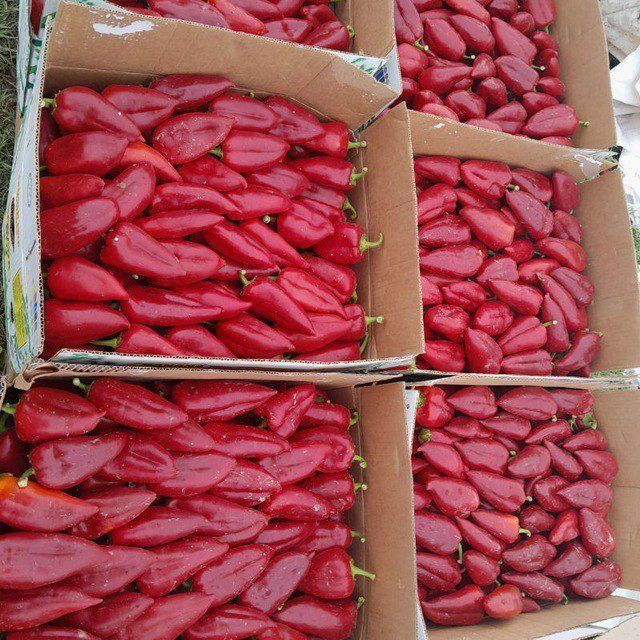 Balgarski urug Super lassika