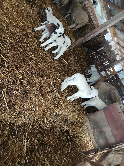 Vand oi fatate,4 sunt cu 2 miei si restu câte 1 .