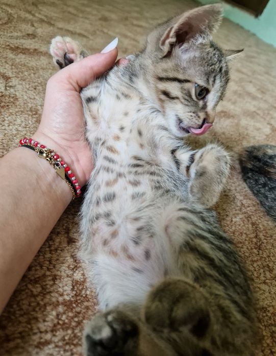 ADOPȚIEE – 2 femele+1mascul