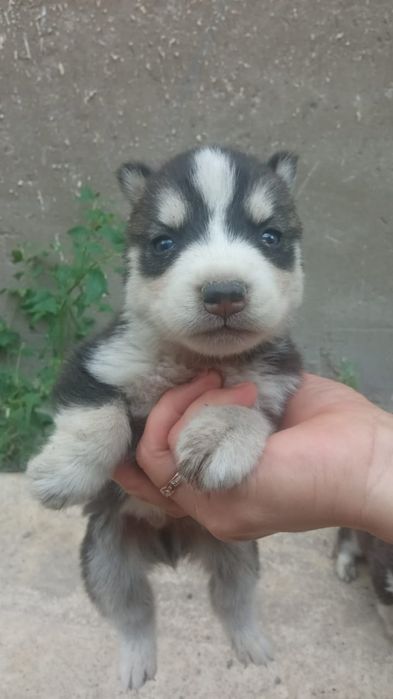 Сибирский хаски!