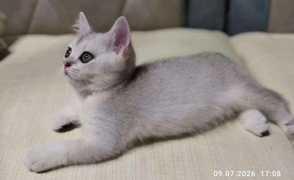 Продаются котята серебряная шиншилла