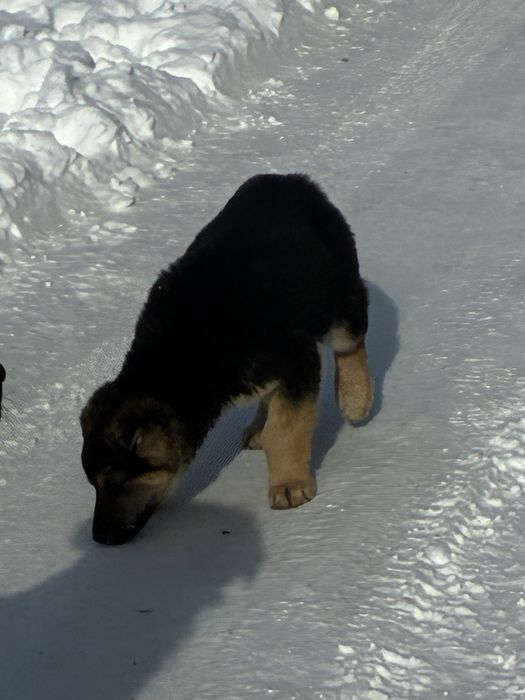 Ищем дом шенку добрые руки