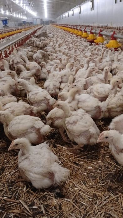 Puii albi de carne și rasa mixta