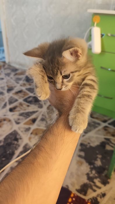 Straus mushukcha 3 oylik