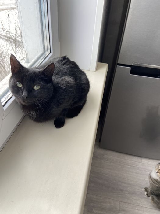 Отдам в добрые руки кошечка молодая