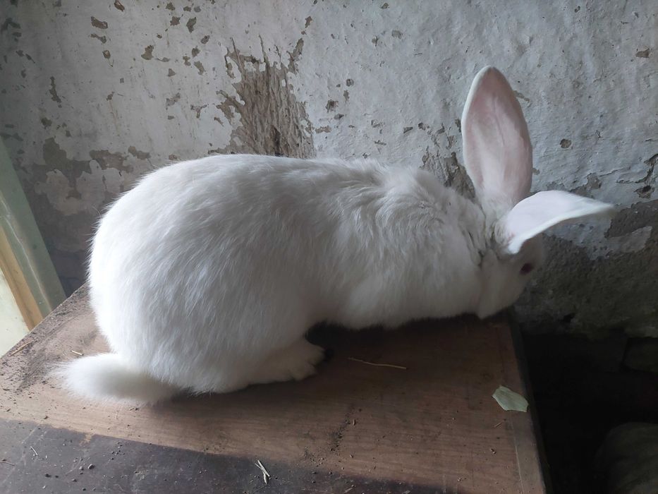 Vand iepuroi Urias Belgian