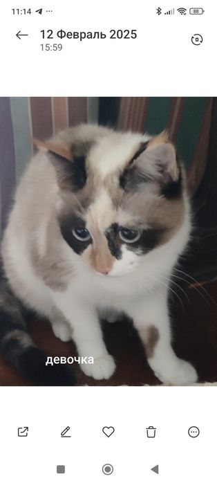 Кошки  в добрые руки