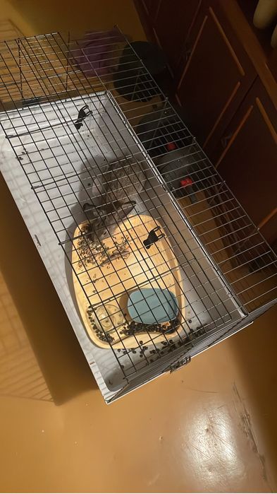 Кролик с клеткой