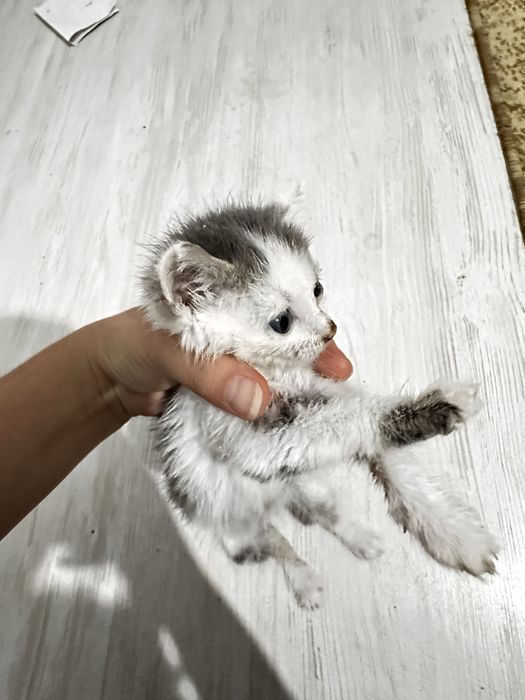 2 котяты срочно.