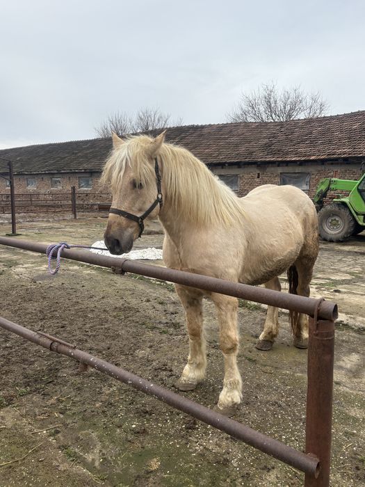 De vanzare iapa izabel