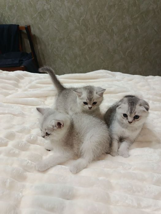 Котенок золотистый шиншилла