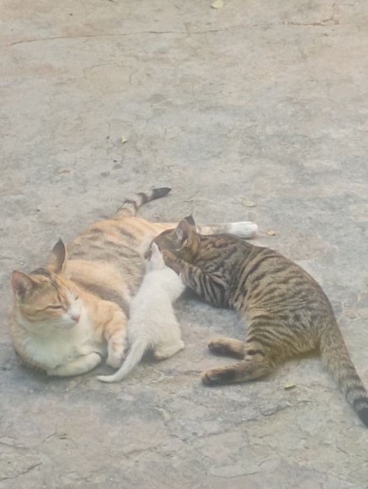 Домашние котята бесплатно