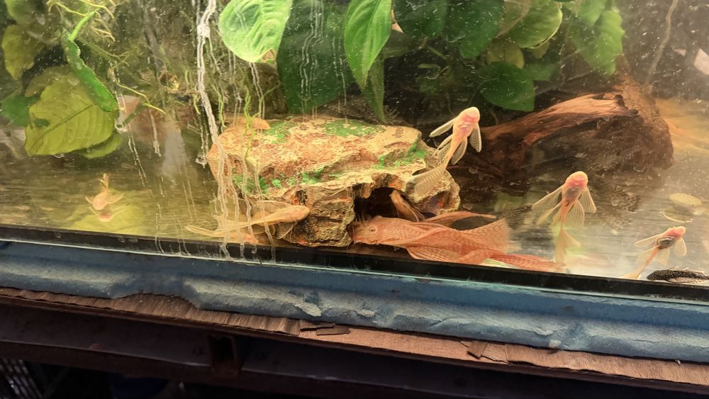 Acistrus long fin albino voalat