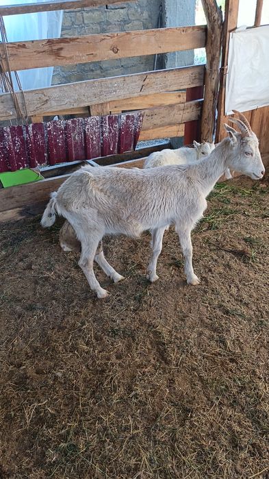 Козлёнок Занен мальчик