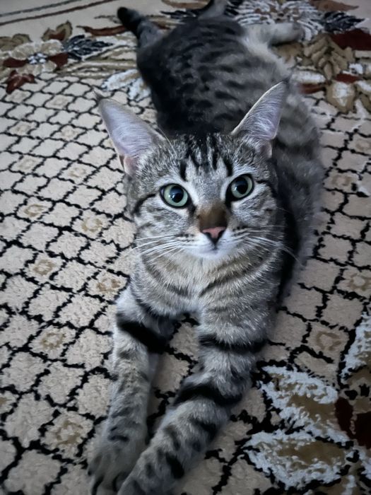 одам котятях в хоршие руки.